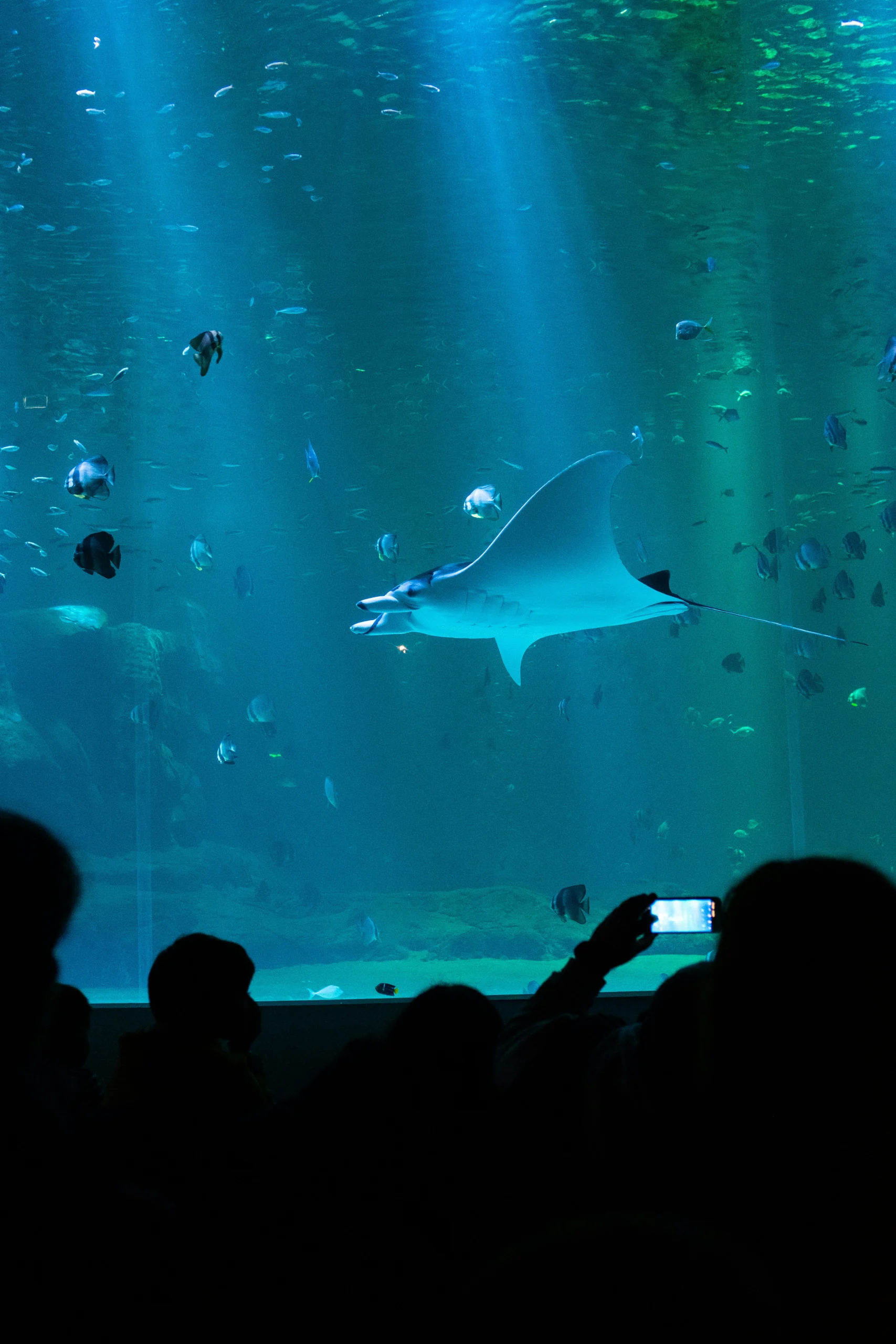 Aquarium Nausicaá à Boulogne-sur-Mer, visite incontournable près du logement Louise en Voyage